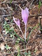 Image of Colchicum cupanii Guss.