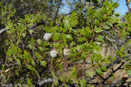 Image of Larrea cuneifolia Cav.