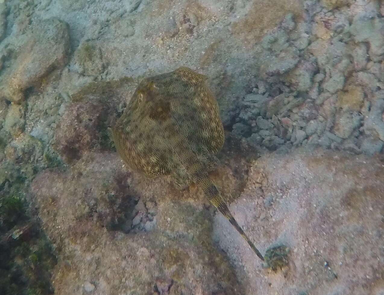 Image of Yellow Stingray