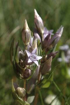 Image of autumn dwarf gentian