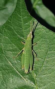 Image of Tagasta marginella (Thunberg 1815)