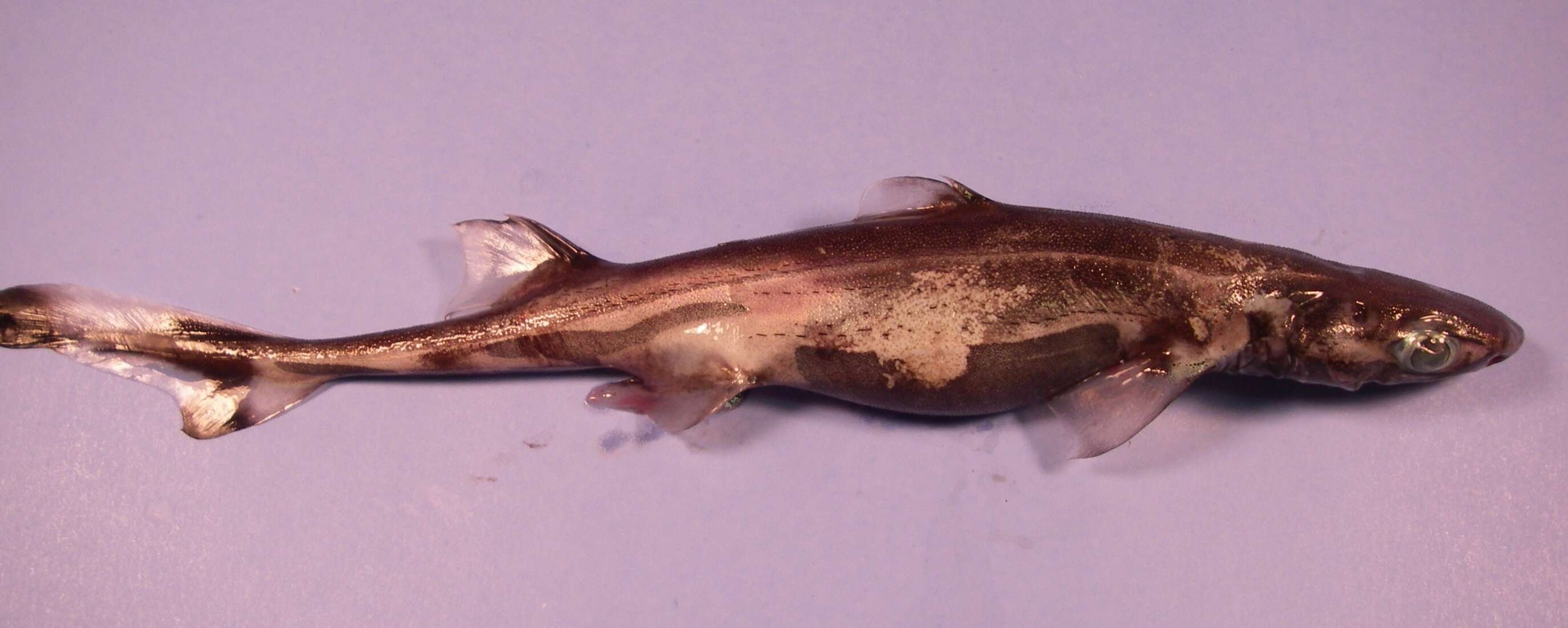 Image of Green Lanternshark