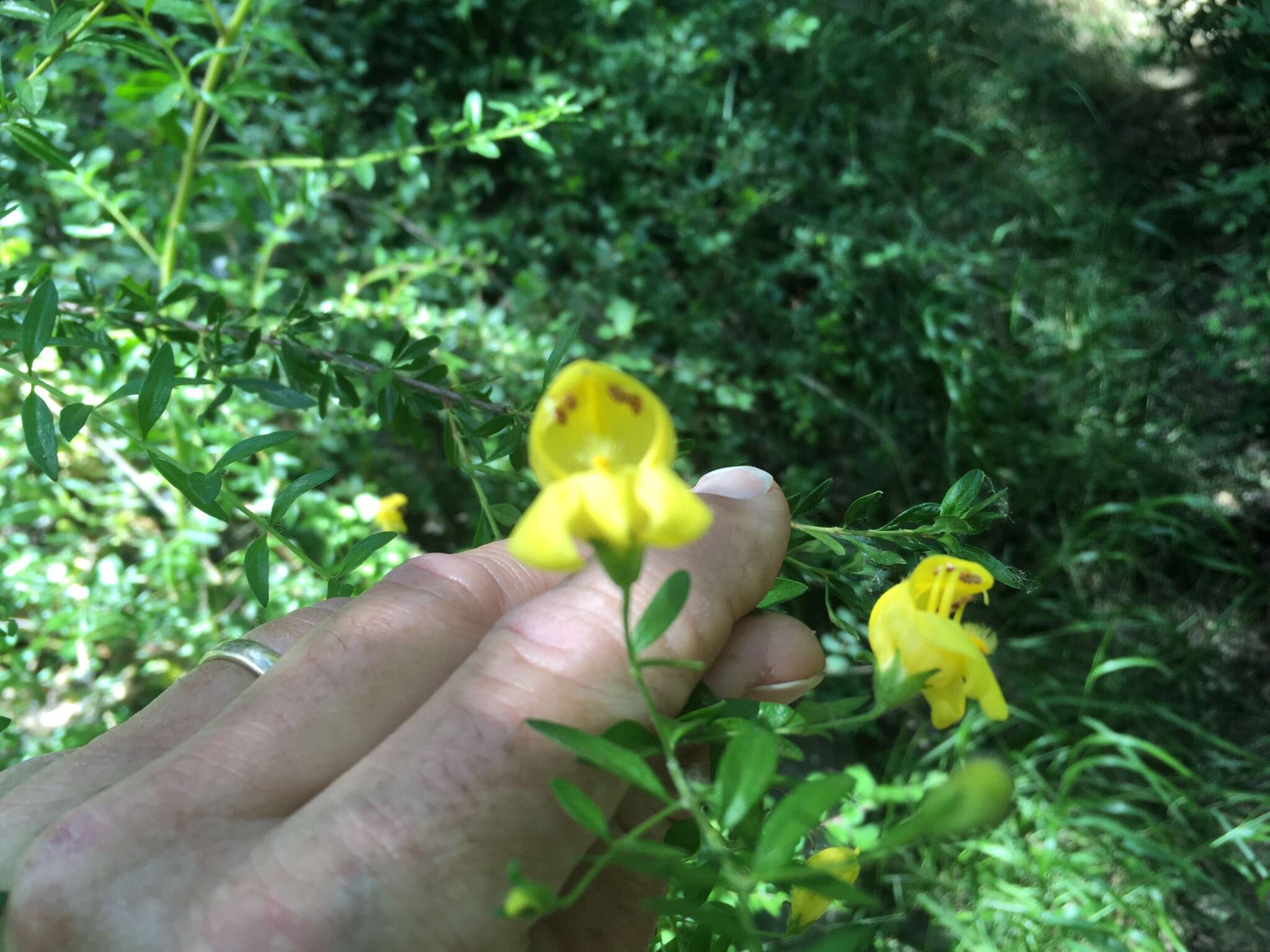 Image of snapdragon penstemon