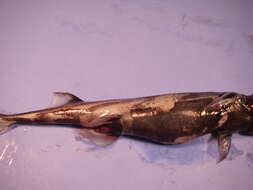 Image of Green Lanternshark