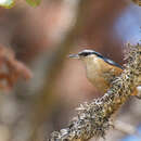 Image of Kashmir Nuthatch