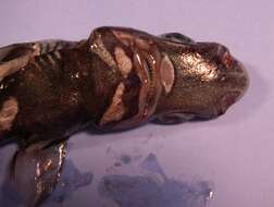 Image of Green Lanternshark