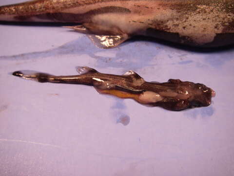 Image of Green Lanternshark