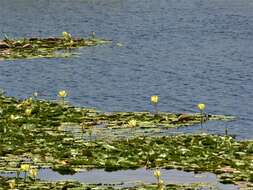 Image of yellow waterlily