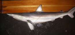 Image of Spinner Shark