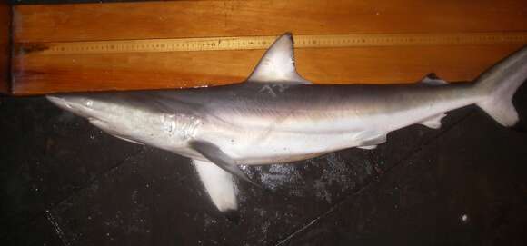 Image of Spinner Shark