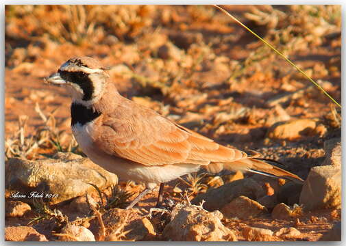 Image of Temminck's Horned Lark