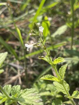 Imagem de Endostemon obtusifolius (E. Mey.) N. E. Br.