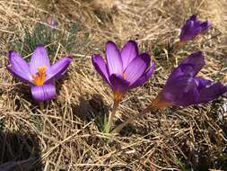 Image of various-coloured crocus