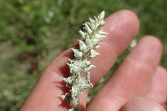 Image of plains snakecotton