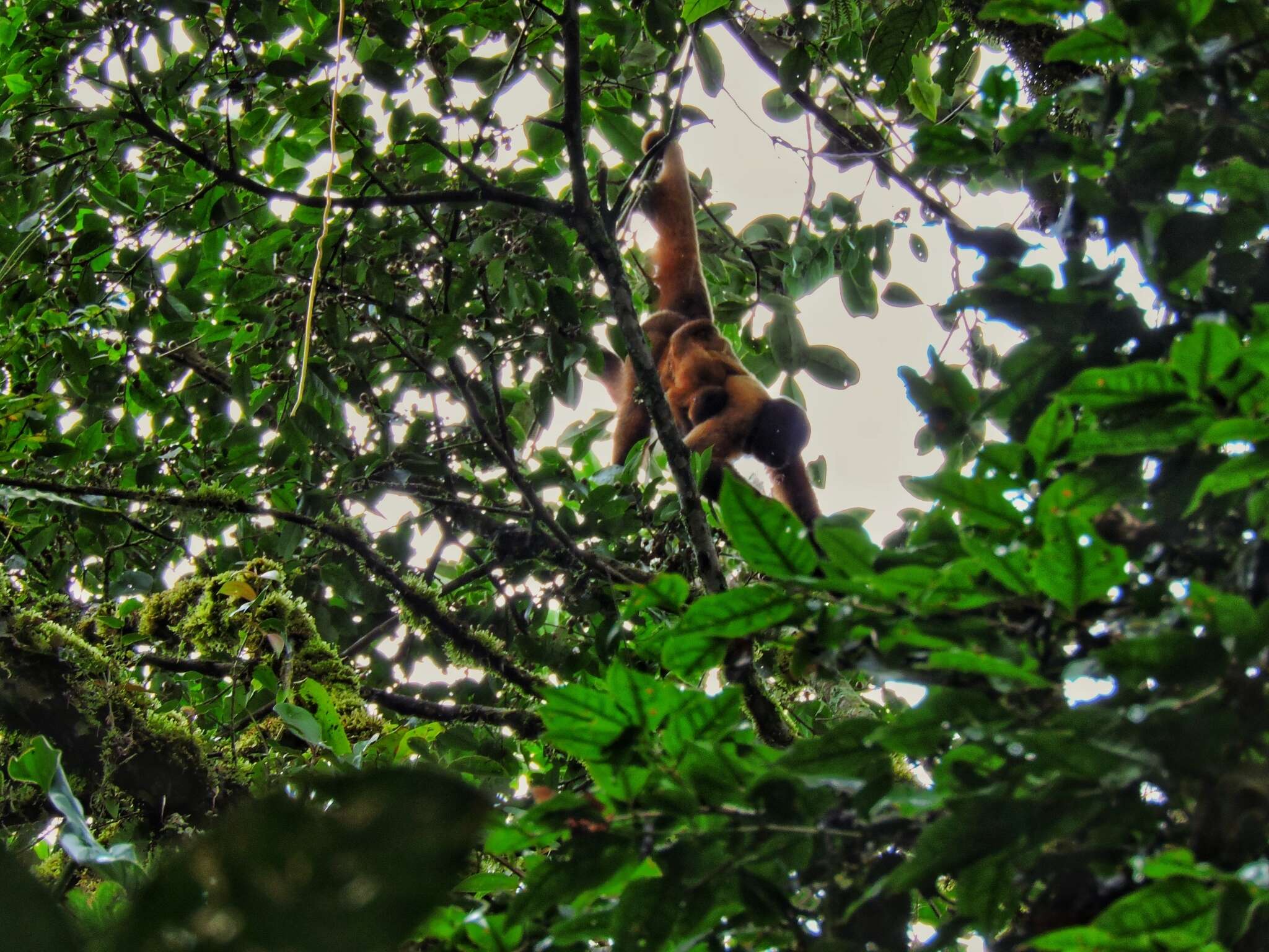 Image of Poeppig's Woolly Monkey