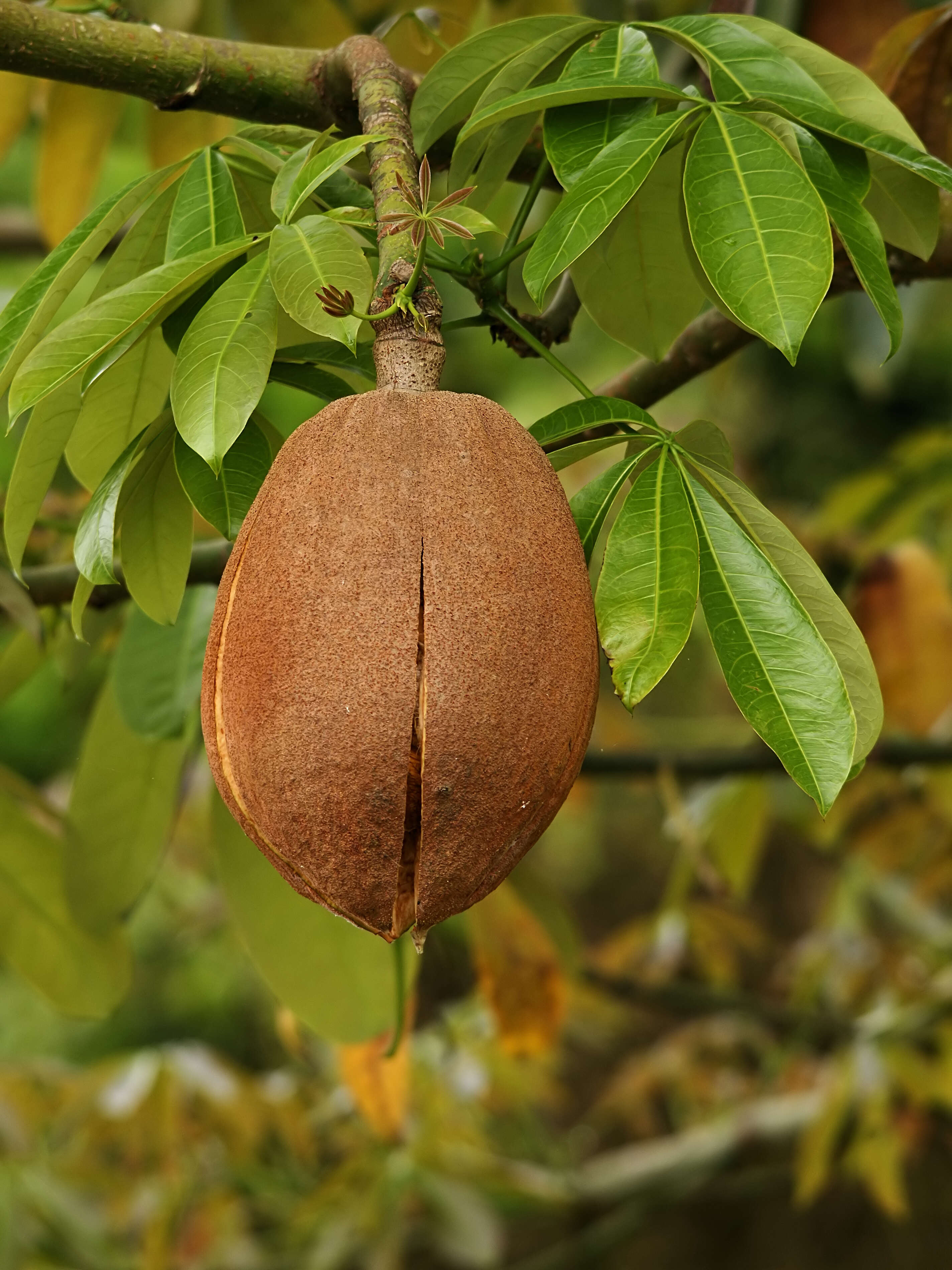 Image of Guiana-chestnut