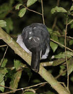 Image of Frances's Goshawk