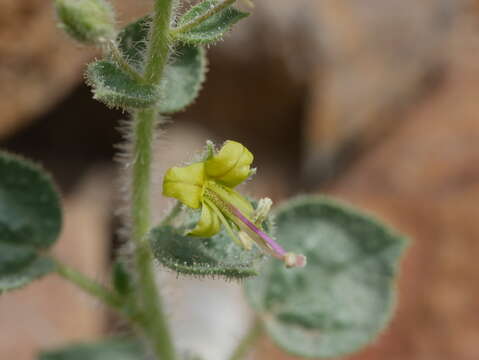 Image of Cleome dolichostyla Jafri