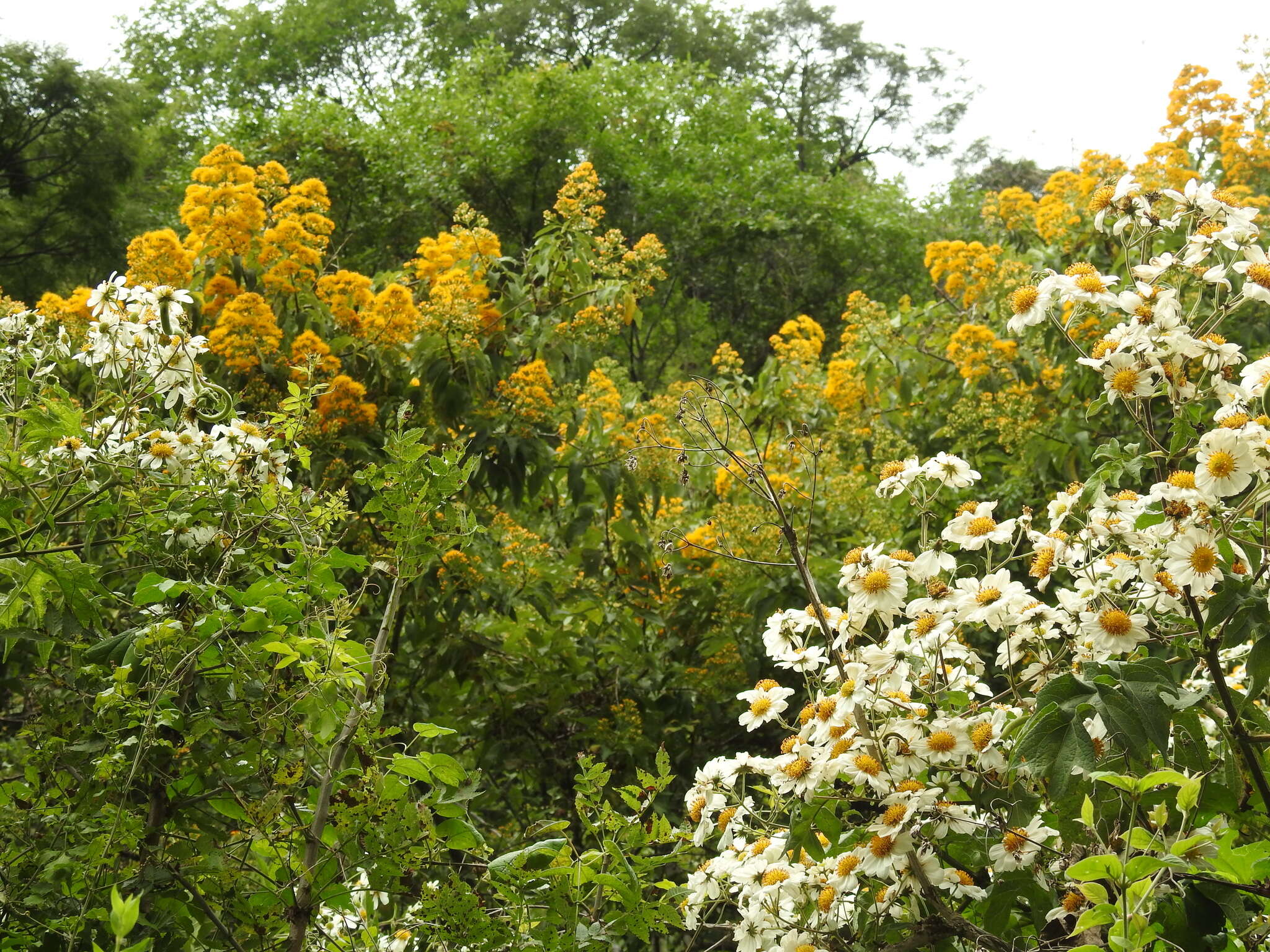 Image of <i>Sinclairia <i>glabra</i></i> var. glabra