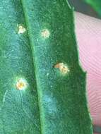 Image of Puccinia baccharidis Dietel & Holw. 1893