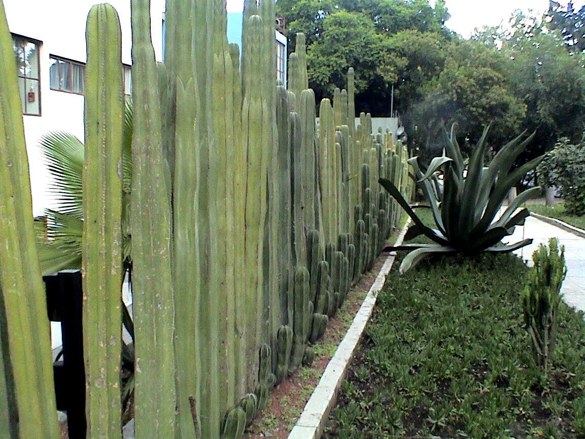 Image of Echinopsis pachanoi