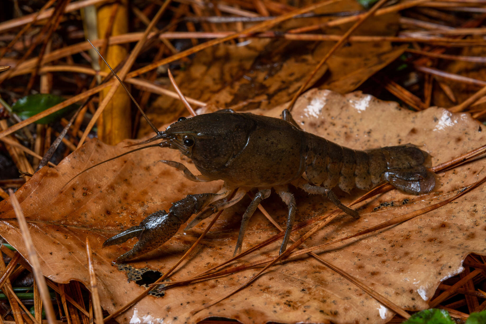 Image of Procambarus planirostris Penn 1953