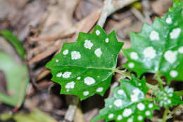 Image of Laportea grossa (E. Mey. ex Wedd.) Chew