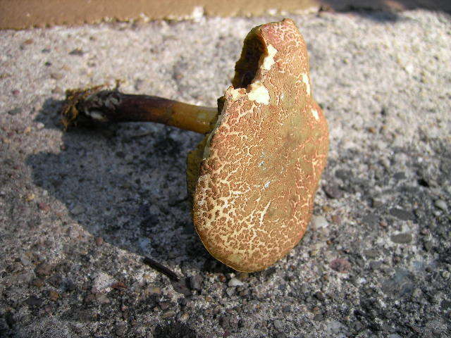 Image of Red-cracking Bolete