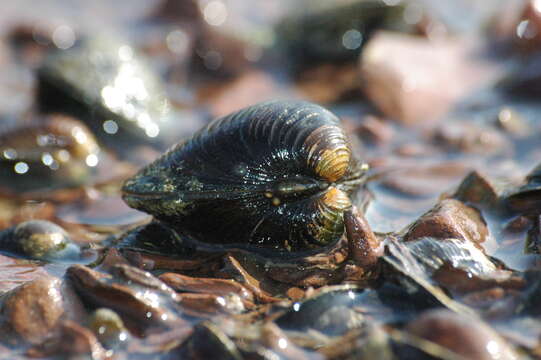 Image of Freshwater & brackish water clams