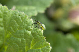 Image of Green shield bug