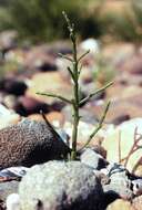 Image of glasswort