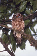 Image of Fulvous Owl