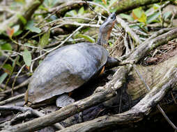 Image of Black River Turtle