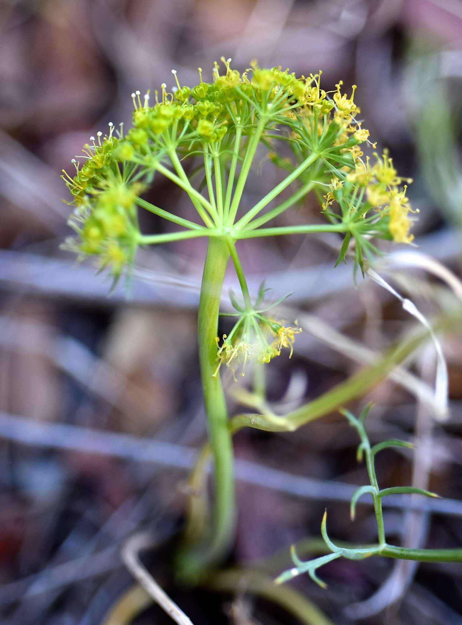 Image of Utah desertparsley