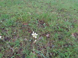 Plancia ëd Saxifraga granulata L.