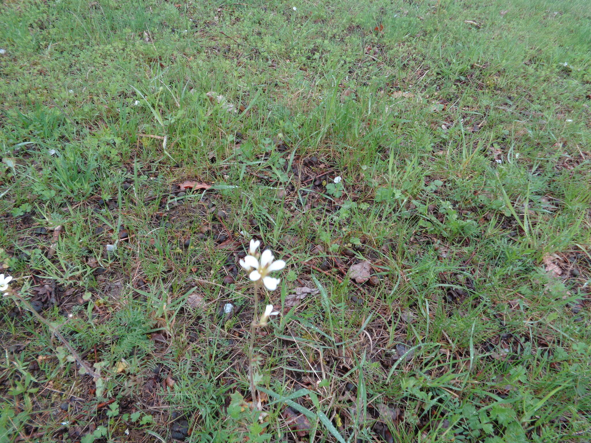 Plancia ëd Saxifraga granulata L.