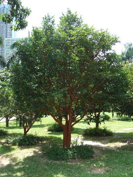 Image of Crapnell's Camellia