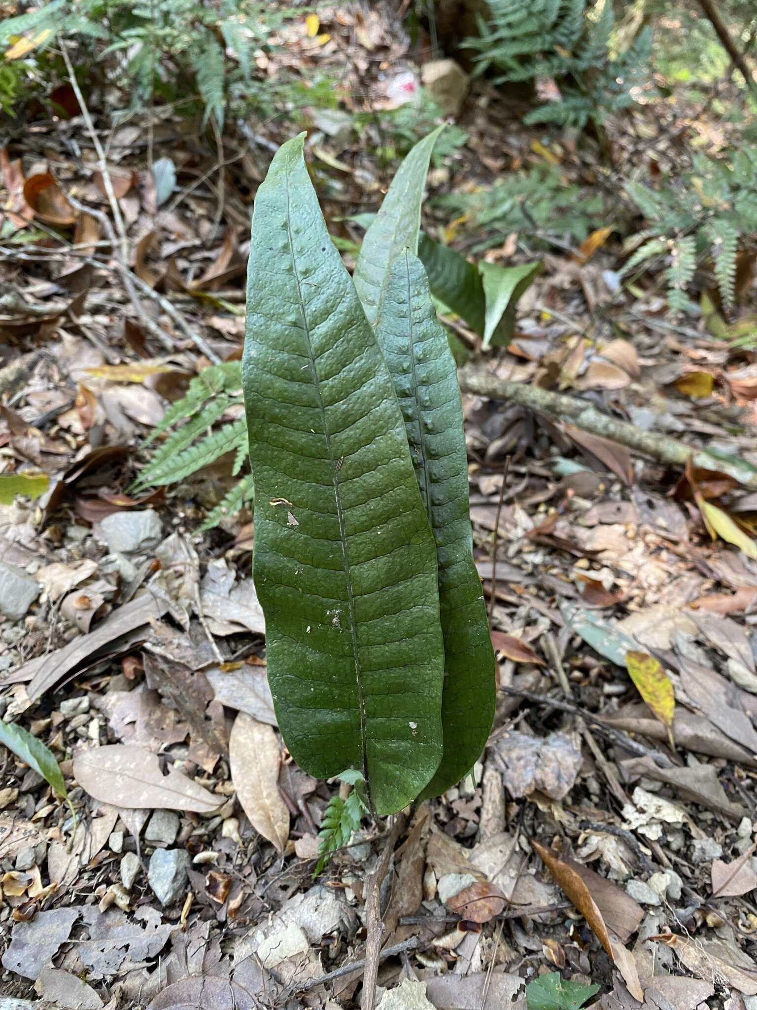 Image of Neocheiropteris ensata (Thunb.) Ching