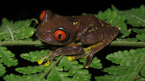 Image of Parker's Tree Frog