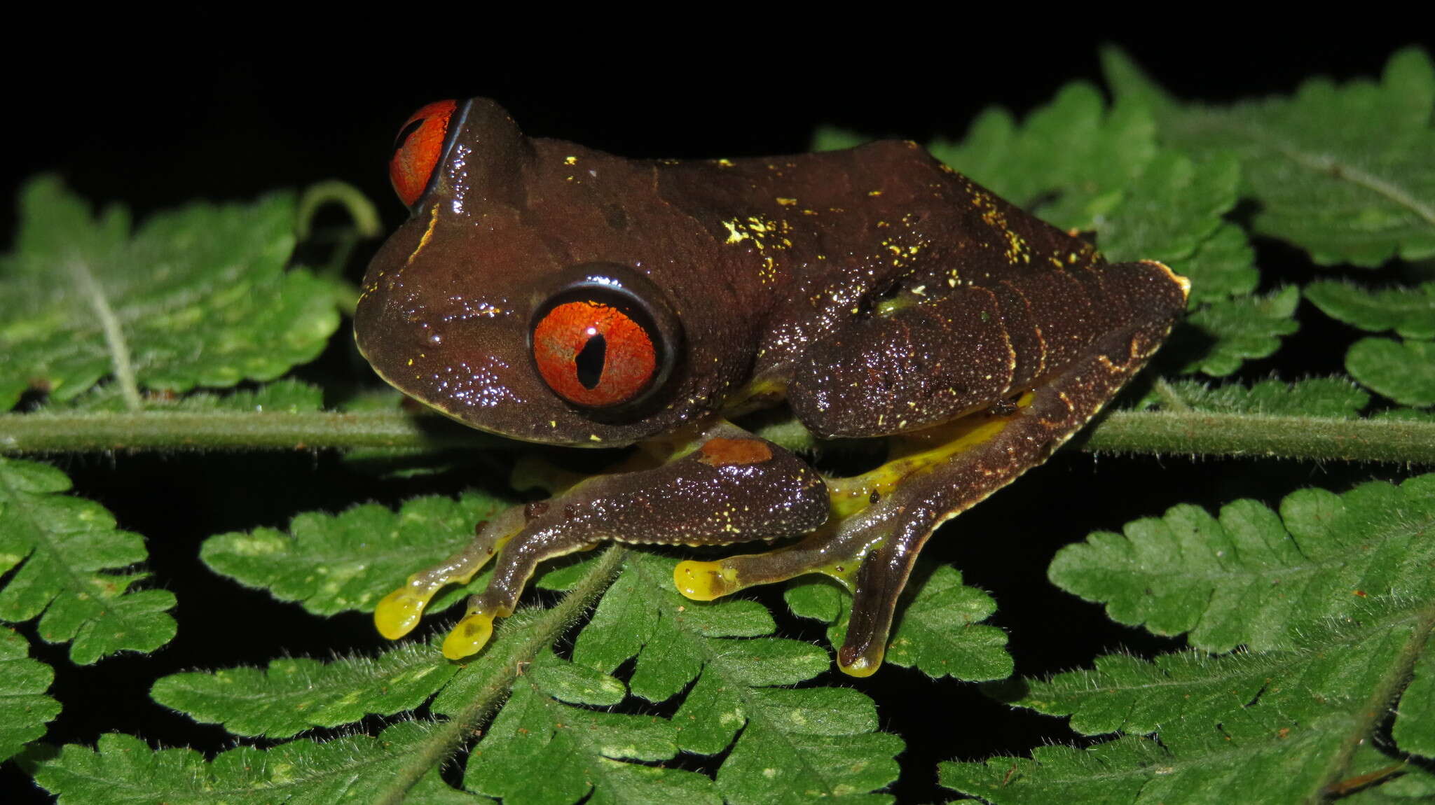 Image of Parker's Tree Frog