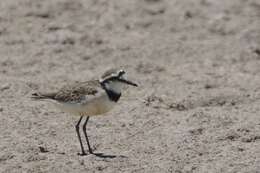 Charadrius thoracicus (Richmond 1896) resmi