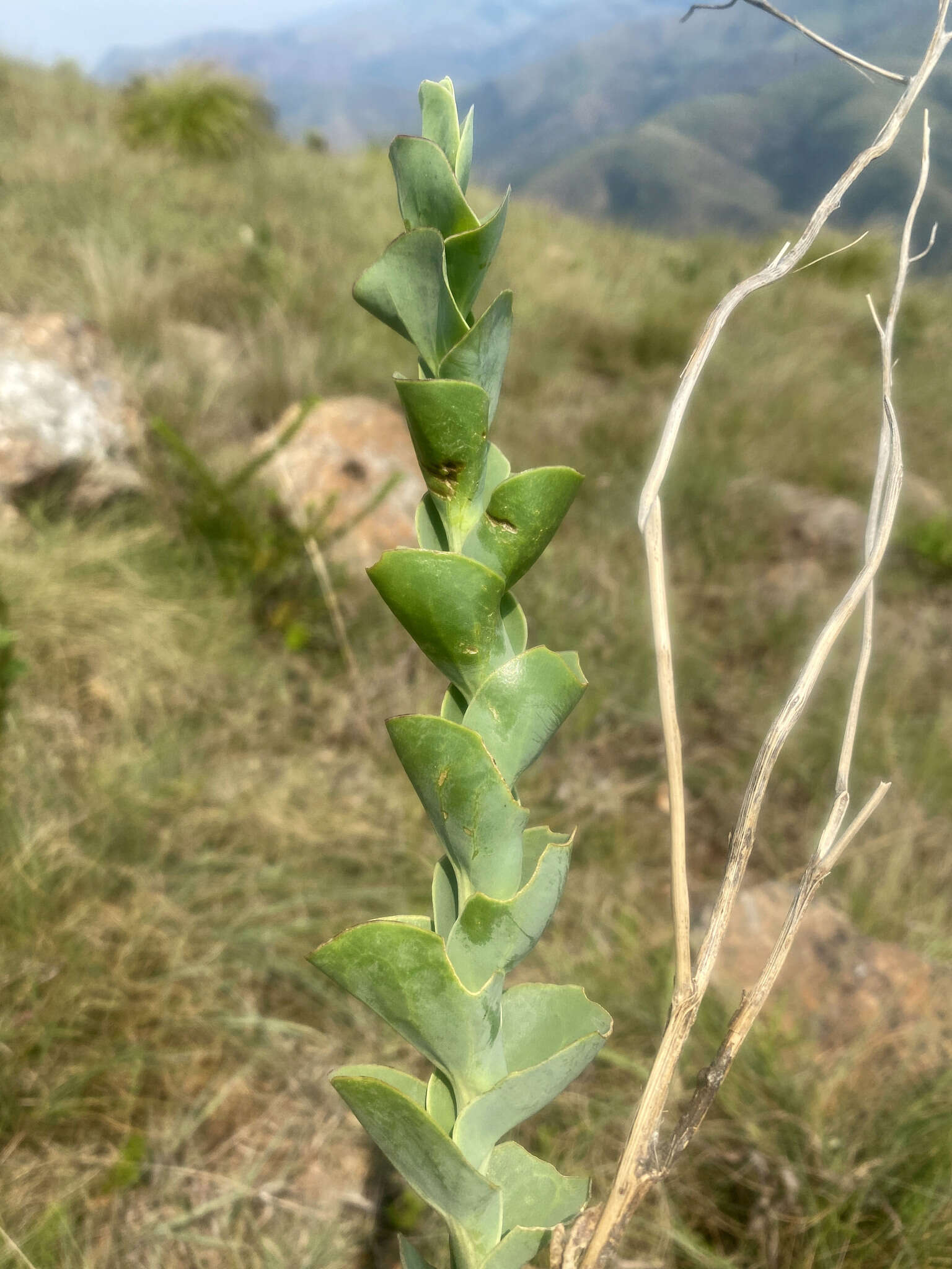 Image of Lopholaena segmentata (Oliv.) S. Moore