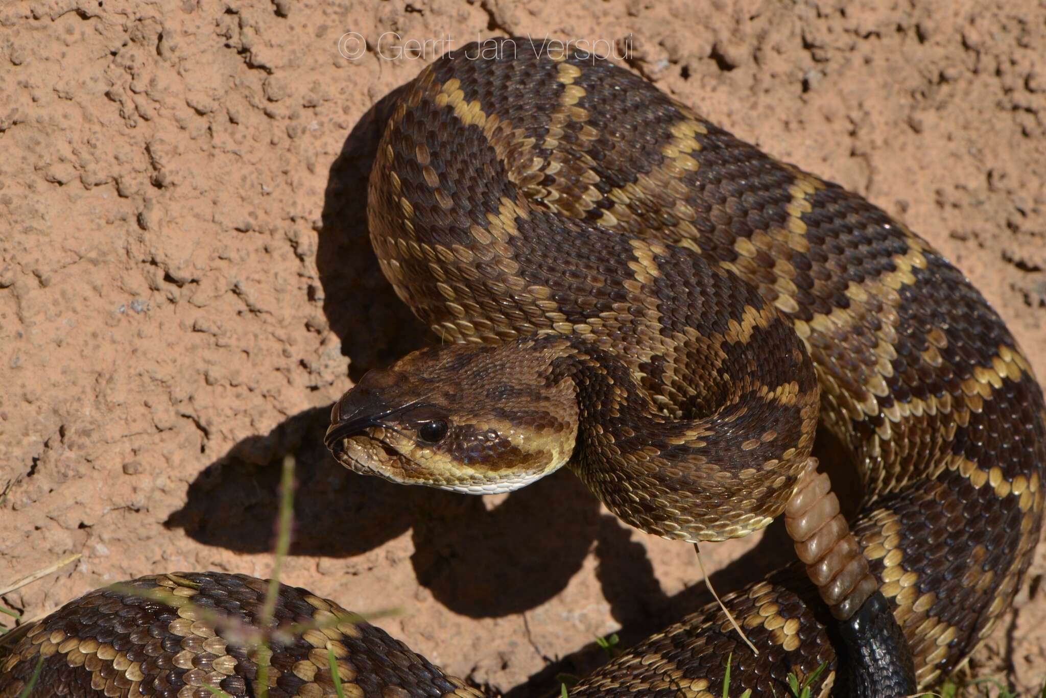 Image of Blacktail Rattlesnake