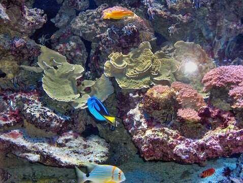 Image of Midas coralblenny