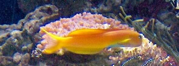 Image of Midas coralblenny