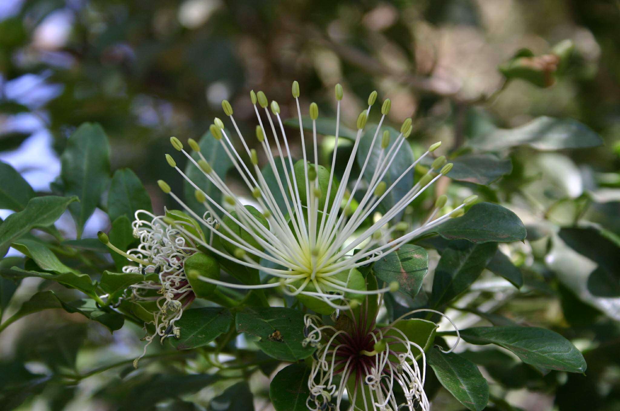 Image de Maerua cafra