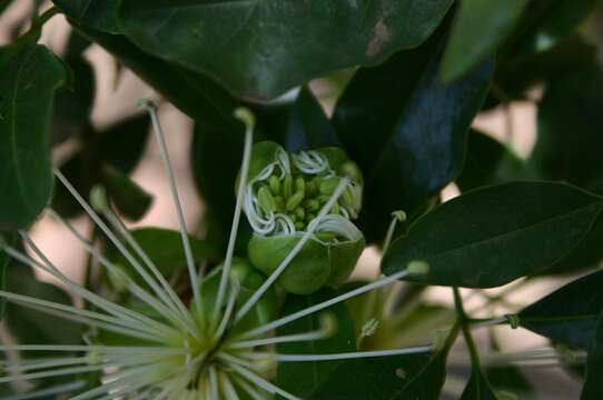 Image of Maerua cafra