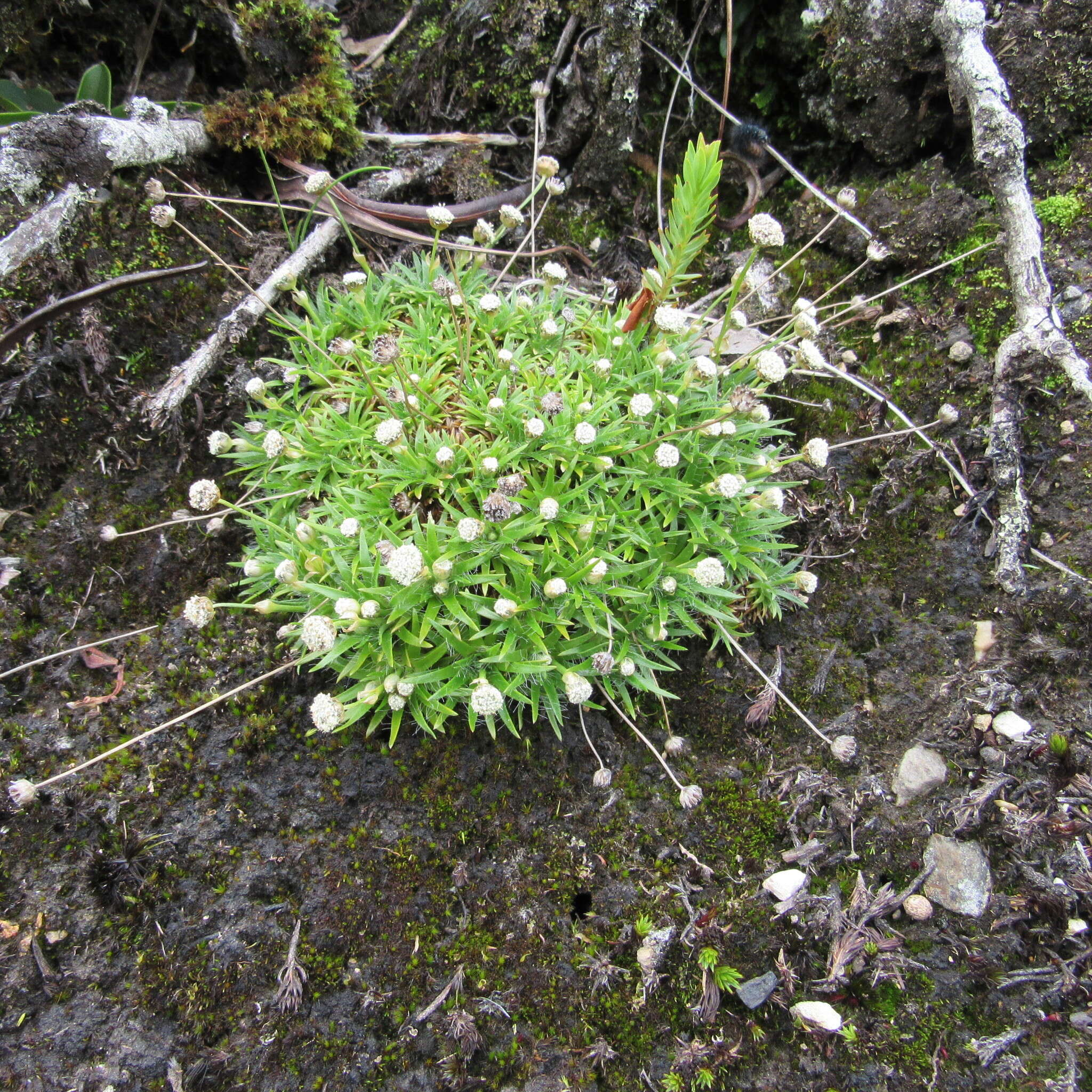 Image of Paepalanthus dendroides (Kunth) Kunth