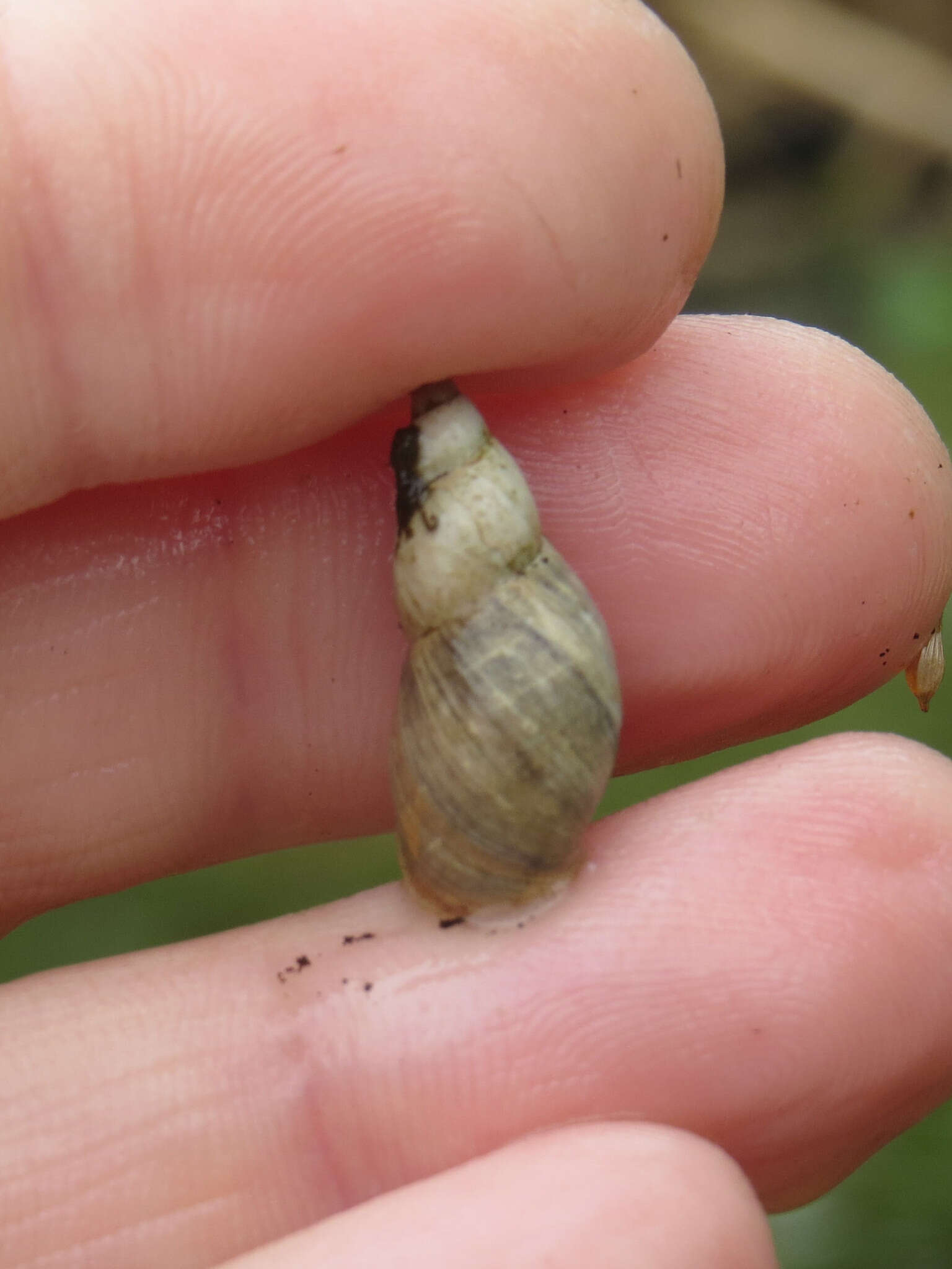 Sivun Ladislavella occulta (Jackiewicz 1959) kuva