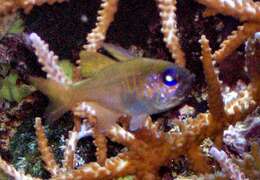 Image of Threadfin cardinalfish